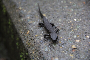 アカハライモリ