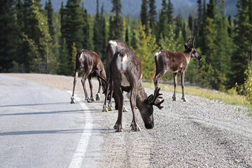 A herd of caribou licking salt off a highway