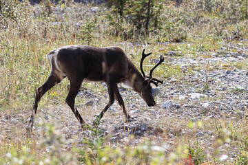 A craibou walks along a grassy opening