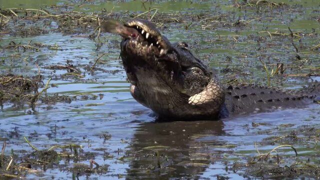 2021 - A lone alligator eats a fish in a muddy bog of the Everglades, Florida.
