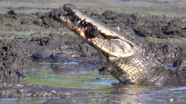 2021 - An alligator eats a fish in a muddy bog of the Everglades, Florida.