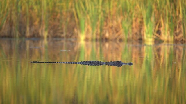 2021 - A partially-submerged alligator swims through the Everglades, Florida.