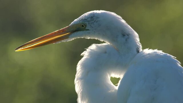 2021 - Close-up of a great egret preening in Florida.
