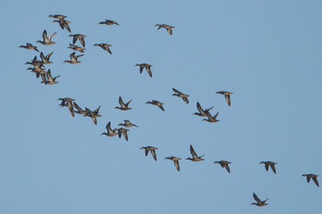 Çıkrıkçın » Garganey » Spatula querquedula