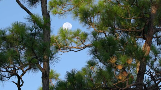 2021 - The moon moves across the sky as seen through pine trees.