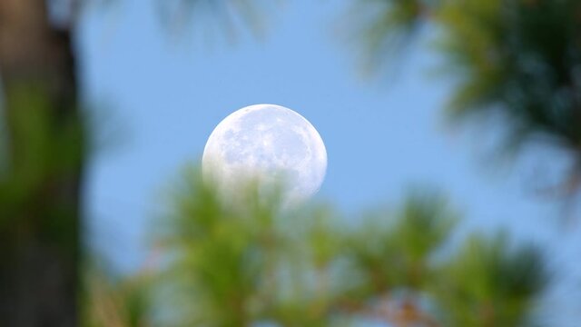 2021 - Close-up of the moon moving across the sky as seen through pine trees.