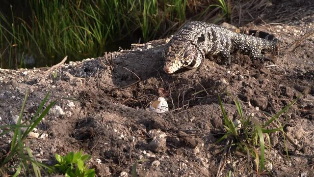 2021 - A tegu checks out an abandoned nest of eggs in Florida.
