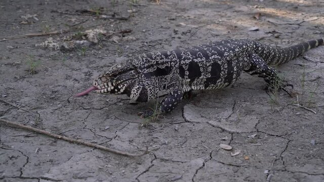 2021 - A tegu lizard crawls on arid land in Florida.