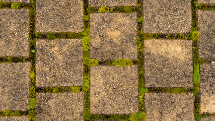 Close-up on a ground paved with small squares, the moss growing in its interstices	