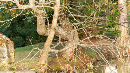 Beautiful winter landscape by the lake and kingfisher on the branch