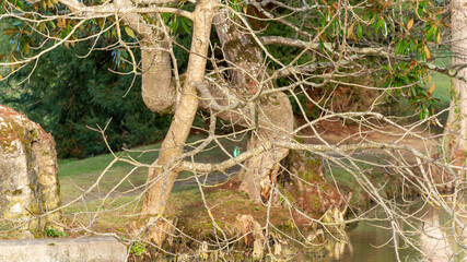 Beautiful winter landscape by the lake and kingfisher on the branch