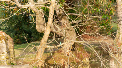 Beautiful winter landscape by the lake and kingfisher on the branch