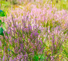 Wild heather flowers