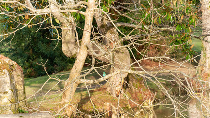 Beautiful winter landscape by the lake and kingfisher on the branch