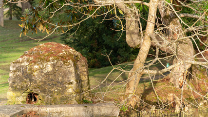 Beautiful winter landscape by the lake and kingfisher on the branch
