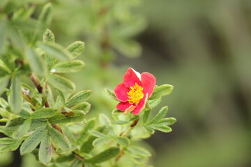 Fingerstrauch 'Marian Red Robin' 