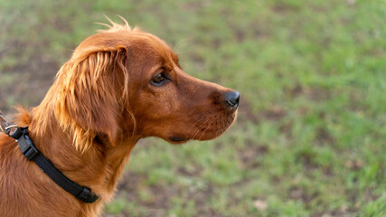 Portrait of an adorable young Irish Setter dog, outdoor