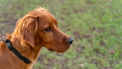 Portrait of an adorable young Irish Setter dog, outdoor