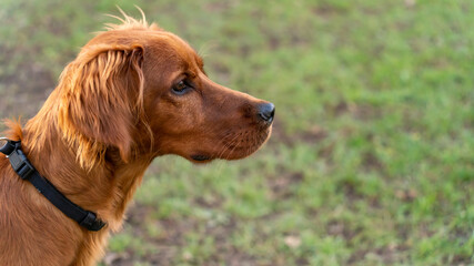 Portrait of an adorable young Irish Setter dog, outdoor