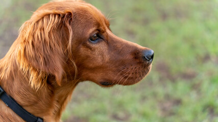 Portrait of an adorable young Irish Setter dog, outdoor