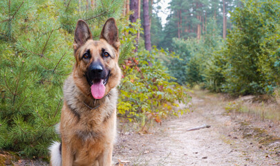 German shepherd for a walk in the woods. Beautiful dog with long pink tongue hanging out of its open mouth. Portrait of a dog.