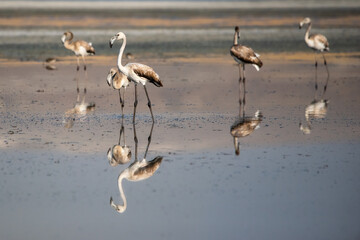 Flamingo » Greater Flamingo » Phoenicopterus roseus