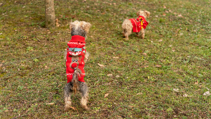 Young Yorkshire on its 2 legs, from the back, in Christmas sweater	