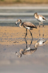Flamingo » Greater Flamingo » Phoenicopterus roseus