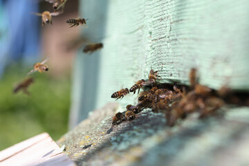 Full of honey bee hives with bees in garden closeup
