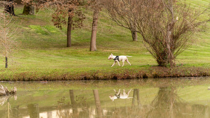 White Bull Terrier dog walking along wooded lake, in winter	