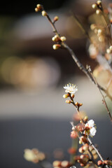 白梅の花