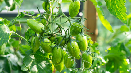 Growing green plum-shaped tomato variety, ripening of tomatoes. Farming concept. Selective focus.