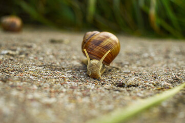 A beautiful shot of a snail with a large shell,