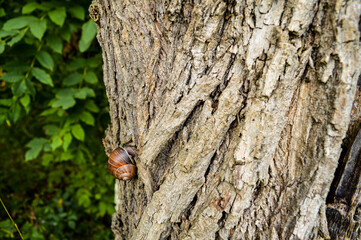 A snail climbing a tree