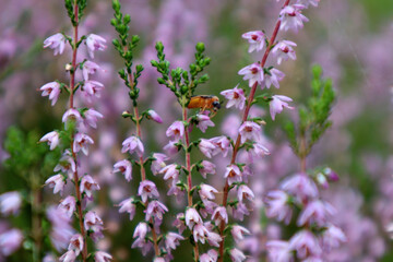The concept of the arrival of autumn days. A bright insect among the flowering branches of the heather.