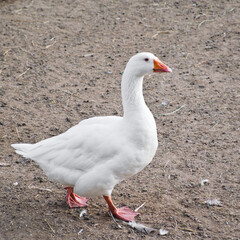 Single domestic white goose walks on the ground. Farm goose.