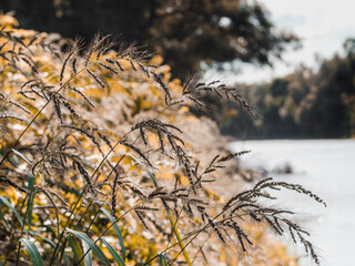 reeds in winter
