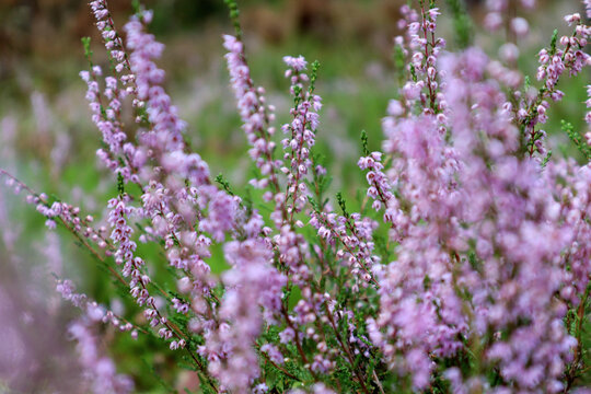 The concept of the arrival of autumn days. Flowering branches of heather on a sunny September day.