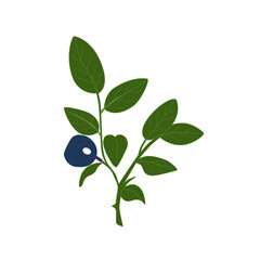 Blueberry branch, isolated on a white background. The EPS10 vector.