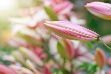 The flower of the pink lily in summer garden.