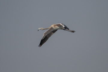 Flamingo » Greater Flamingo » Phoenicopterus roseus