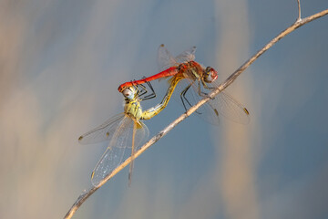 dragonfly on a branch