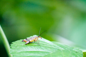 Naklejka premium no stinger yet