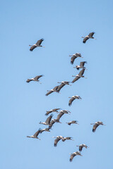 Turna » Common Crane » Grus grus