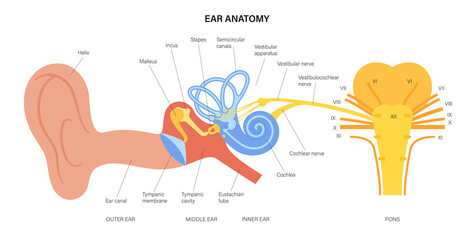Ear anatomy diagram
