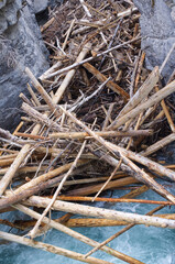 Dead Trees in a Jam at Maligne Canyon