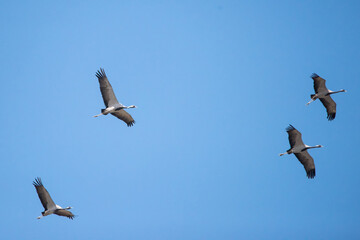 Turna » Common Crane » Grus grus