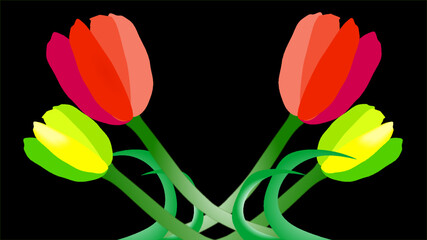 red and yellow tulips