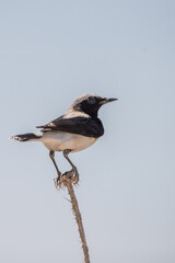 Aksırtlı kuyrukkakan » Finsch`s Wheatear » Oenanthe finschii