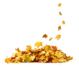 Autumn falling leaves on white background